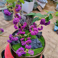 Beautyberry Plant Live, 4 to 6 Inches Tall, Berry Bushes Live Plants for Planting, American Beautyberry Fruits Trees, 4 Inc Pot, Well-Rooted