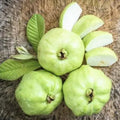 White Guava Tree Live Plant, Guava Plant Live Fruit Tropical Guava Seedling Planting, 4 Inc Potted Garden