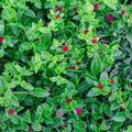 Red Apple Aptenia Live Plants, Starter Red Ice Plant in 2 Inch Pot, Baby Sun Rose Trailing Succulent for Ground Cover and Outdoor Garden