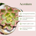 Easy Care Aeonium Plant Live 4” Pot, Rare Succulents Plants Live, Well Rooted, Easy Care House Plants (Pink Variegated)