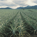 02 Pineapple Plants Live for Outdoor Full Sun Spring Planting, Cold Hardy Fruit Tree Starter from 4-6" in Tall, No Pot (Sugarloaf Pineapple)