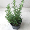Rosemary Plant Live in Pot, Live Hardy Rosemary Plant, 5 to 7 Inc in Height Ready to Plant and Outdoor Garden
