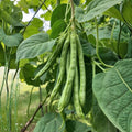 Bean Plant Live 4 Inch Pot, Starter Bean Plant for Garden, Compact Vegetable Plant for Raised Beds, Patio Containers or Outdoor Growing, 3-6 Inches (Black Bean)