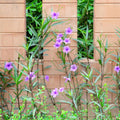 Purple Mexican Petunia Plant Live in 4" Pot, Petunias Live Plants from 3 to 5 Inches Tall, Perennial and Vibrant Flowers for Indoor Outdoor Planting