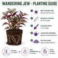 Tradescantia Plant Live 4'' Pot, Variegated Wandering Jew, Tradescantia Hanging Vine, Indoor Houseplant for Planting (Pink Wandering Jew)
