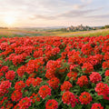2 Mix Verbena Plants Live, Verbena Flower Plants, Mixed Color Perennial Ground Cover, Vibrant Blooms for Garden Beds, Outdoor Planting, 4-8 Inches Tall