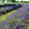 Live Phenomenal Blue Lavender Plant in Quart Pot, Blue Lavender Herb Plant, Fragrant Herb Plants, Perennial Herb for Planting Indoor Outdoor