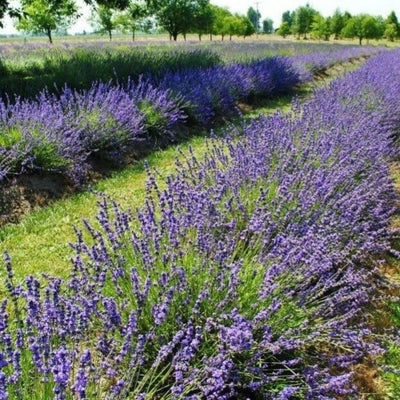 Live Phenomenal Blue Lavender Plant in Quart Pot, Blue Lavender Herb Plant, Fragrant Herb Plants, Perennial Herb for Planting Indoor Outdoor