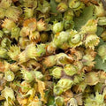 Hazelnut Tree Live Plant 1-2ft Tall, Hazelnut Bushes Plant