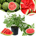 Red Watermelon Live Plant, Sweet Watermelon Seedling from 4-6 Inches Tall, Easy Care Fruit Bearing Plant for Garden Beds, 2 PPP