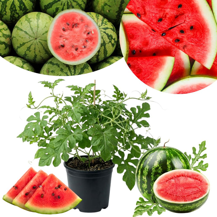 Red Watermelon Live Plant, Sweet Watermelon Seedling from 4-6 Inches Tall, Easy Care Fruit Bearing Plant for Garden Beds, 2 PPP