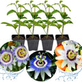 2 Abundant Bloom Blue Passion Flower Plants Live, Passiflora Live Plant for Trailing, Climbing Trellis Outdoor, 5-9" in Tall, Perennial, Fragrant