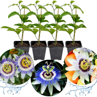 2 Abundant Bloom Blue Passion Flower Plants Live, Passiflora Live Plant for Trailing, Climbing Trellis Outdoor, 5-9" in Tall, Perennial, Fragrant