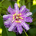 Passion Flower Plant for Planting, 4" Pot, White Blue Passion Flower Vine Tree Indoors Outdoors
