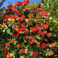 Climbing Roses Live Plant, Climbing Rose Plant Live, 5 to 7'' Tall, Fragrant Flower Bush Plants for Gardening (Orange Yellow)