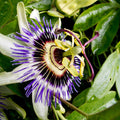Passion Flower Plant for Planting, 4" Pot, White Blue Passion Flower Vine Tree Indoors Outdoors