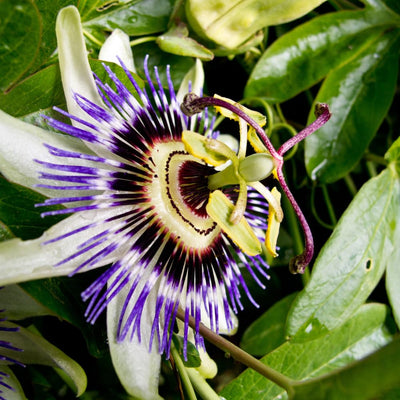 Passion Flower Plant for Planting, 4" Pot, White Blue Passion Flower Vine Tree Indoors Outdoors