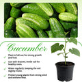Marketmore Cucumber Live Vegetable Plant in Pot for Outdoor Gardens