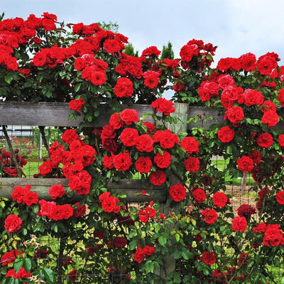 Climbing Roses Live Plant, Climbing Rose Plant Live, 5 to 7'' Tall, Fragrant Flower Bush Plants for Gardening (Don Juan)