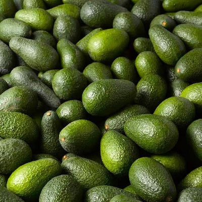 Live HASS Avocado Tree Plant Seedling, 8 Months Old Well Rooted HASS Avocado Plant Tree in 4 Inc Pot for Planting, Winter Hardy