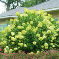 Lime Hydrangea Tree Live Plant, Light Green Change Color Hydrangea Flowers in 4" Pot, for Your Garden, Well Rooted