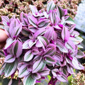 Pink Tradescantia Nanouk Live Plant, Rare Wandering Jew Houseplant with Variegated Foliage, Easy to Grow Indoor Vine, 4” Pot