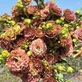 Pink Brown Eustoma Lisianthus Plants Live, Eustoma Lisianthus Live Plug, 3-5 Inches Tall, Rose Plant for Summer Fall Bloom