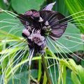 2 Black Bat Flower Tacca Chantrieri Plants Live for Gardening, in 2 Inch Pot, Black Orchid Bat Flowers Live Black Plant