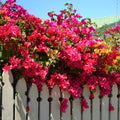Pink Bougainvillea Plant Live, Bougainvillea Flowering Plant Perennial, Rooted Bougainvilleas Trees Starter 6-8 Inches