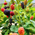 Triple Crown Thornless BlackBerry Plants Live for Planting, 8 Months Old BlackBerry Fruit Tree for Growing Outdoor, High Yielding, Dormant in Winter