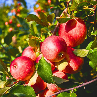 Pink Apple Tree Live Plant, 2 to 3 Feet, Pink Apple Tree Plant for Planting, Apple Fruit Trees Indoor Outdoor