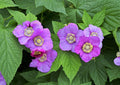 Pack 2 Raspberry Plants Live for Planting, Cold Hardy Raspberry Trees Live Plants, 4 to 9 Inches Tall, Sweet Berry Fruits Seedlings (Purple Thornless Raspberry)