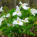 10 Assorted Trillium Bulbs, Perennial Flower Bulbs, Trillium Bulbs for Growing Outdoors Indoors