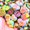 20 Lithops Live Plants, Multicolor Lithops Succulents Plants Live for Planting