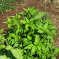 Epazote Plant Live Outdoor, Live Epazote Herbs Plant Gardening, 4 Inc Potted
