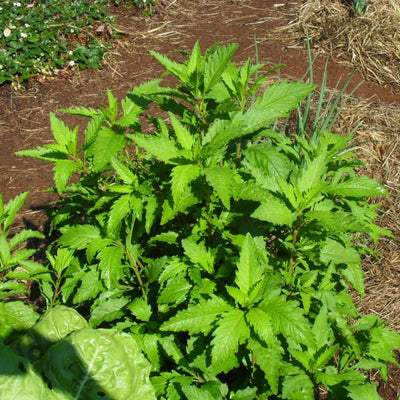 Epazote Plant Live Outdoor, Live Epazote Herbs Plant Gardening, 4 Inc Potted