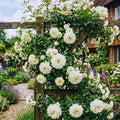 Climbing Roses Live Plant, Climbing Rose Plant Live, 5 to 7'' Tall, Fragrant Flower Bush Plants for Gardening (White)