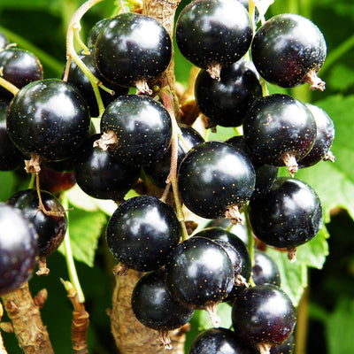 Live Currant Bush Plant Fast Growing, Ready Bear Fruit Within 1 Year - No NC, WV, NH, 6-14" Tall, Great for Backyard or Orchard Growing, Currant Plant (Black)