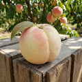 Peach Live Plant, Grafted Peach Plant 1 Feet Tall, Fruit Tree Well-Rooted for Planting (White)