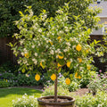 Sets 2 Meyer Lemon Tree Live Plant Potted, 1-2" Starter Yellow Lemon Lime Tree, Fragrant Indoor Outdoor Spring Planting