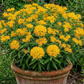 2 Yellow Milkweed Plants Live Butterfly Asclepias Tuberosa, Wildflowers Perennial Bush, Swamp Common Plant, 5-9" in Tall, No Pot