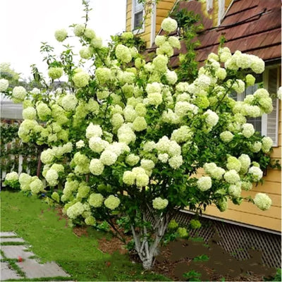 Lime Hydrangea Tree Live Plant, Light Green Change Color Hydrangea Flowers in 4" Pot, for Your Garden, Well Rooted