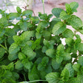 2 Peppermint Live Plants, Peppermint Herbs Plants, 4-6 Inch Herb Starter Plants, Bare Root, Fragrant Leaves