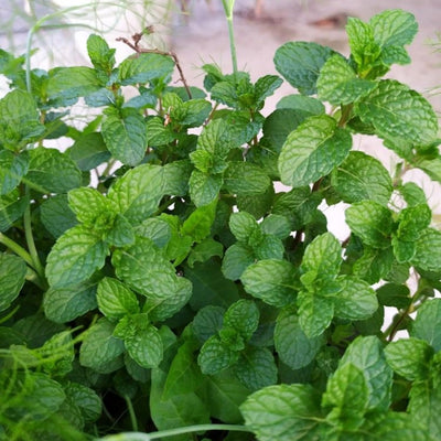 2 Peppermint Live Plants, Peppermint Herbs Plants, 4-6 Inch Herb Starter Plants, Bare Root, Fragrant Leaves