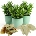 Herb Bay Leaf Plant Live Plant, 1 Year Old Bay Laurel Tree, Fragrant Laurus Nobilis, 8"-10" from Bottom Pot, Cold Hardy Indoor Outdoor Planting