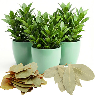 Herb Bay Leaf Plant Live Plant, 1 Year Old Bay Laurel Tree, Fragrant Laurus Nobilis, 8"-10" from Bottom Pot, Cold Hardy Indoor Outdoor Planting