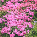 Pink Creeping Phlox Plants, Starter Phlox Live Plant, Well Rooted, Perennial Ground Cover, 1-3" in Tall, No Pot
