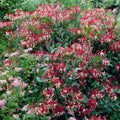 Fragrant Pink Yellow Climbing Honeysuckle Plant Live Vine, Lonicera Perennial Honeysuckle Plants 5 to 9 Inches Tall