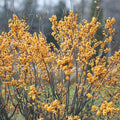 Gold Winterberry Holly Plant in 4 Inch Pot Yellow Gold Winter Berry Starter Plant