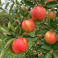 Honey Crisp Apple Tree Live Plant 6-10" Tall
